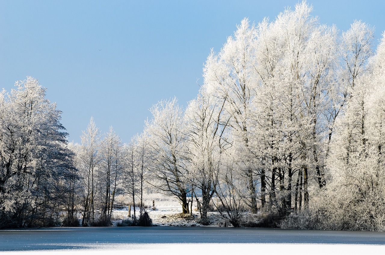 frost snow winter free photo