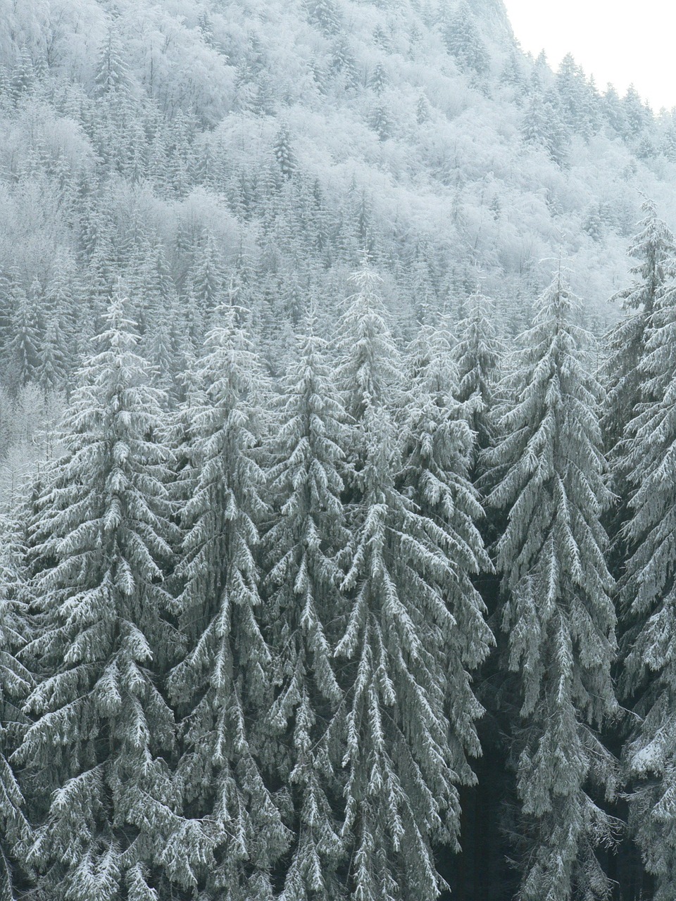 frost winter nature free photo