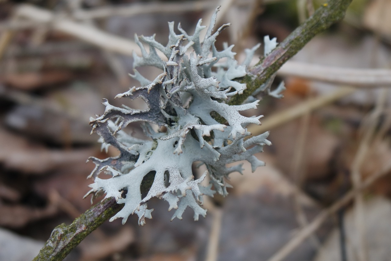 frost nature flora free photo