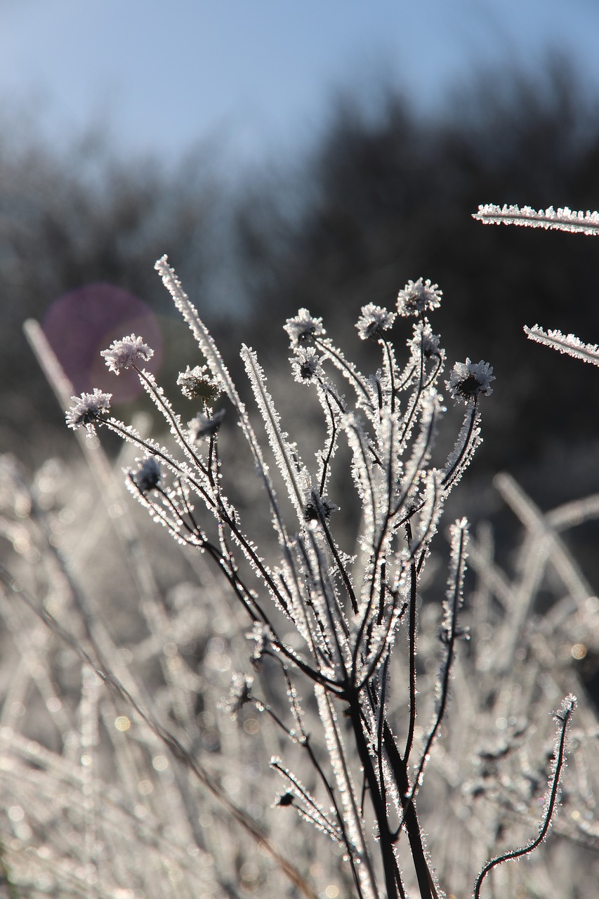 frost nature winter free photo