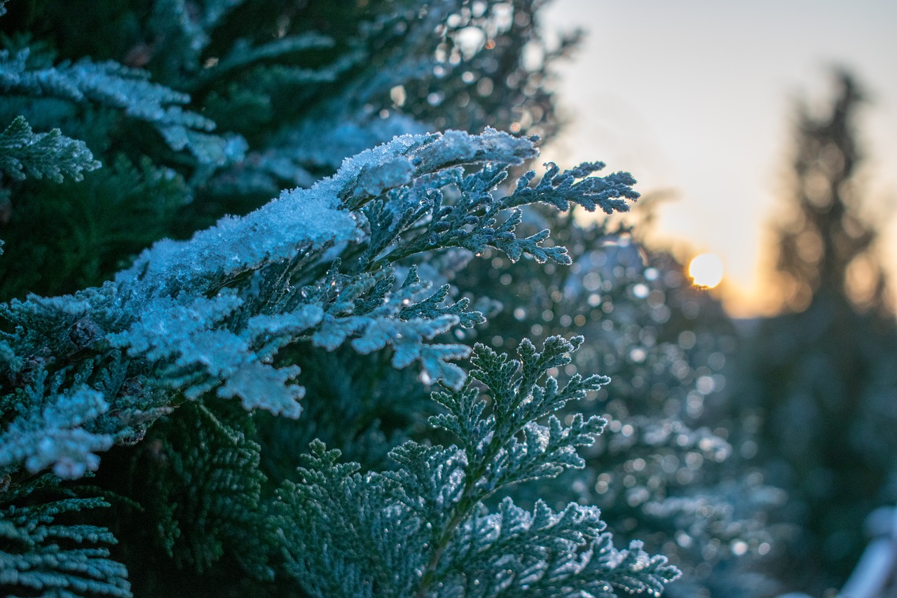 frost  nature  winter free photo