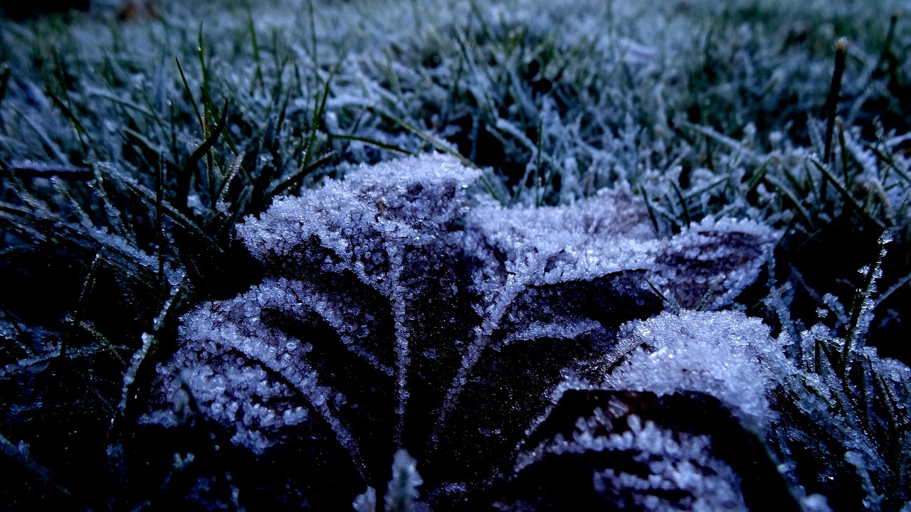 frost  nature  cold free photo