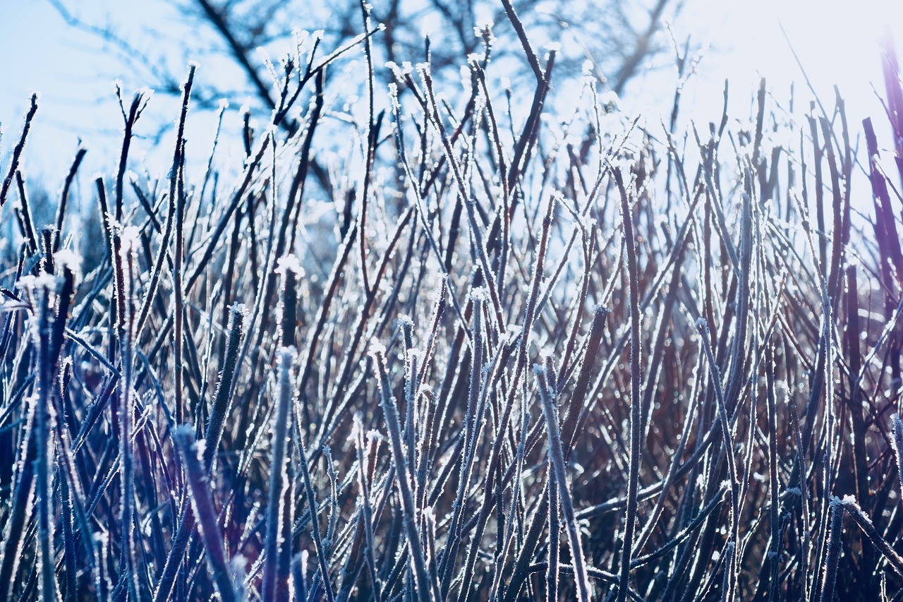 frost  nature  winter free photo