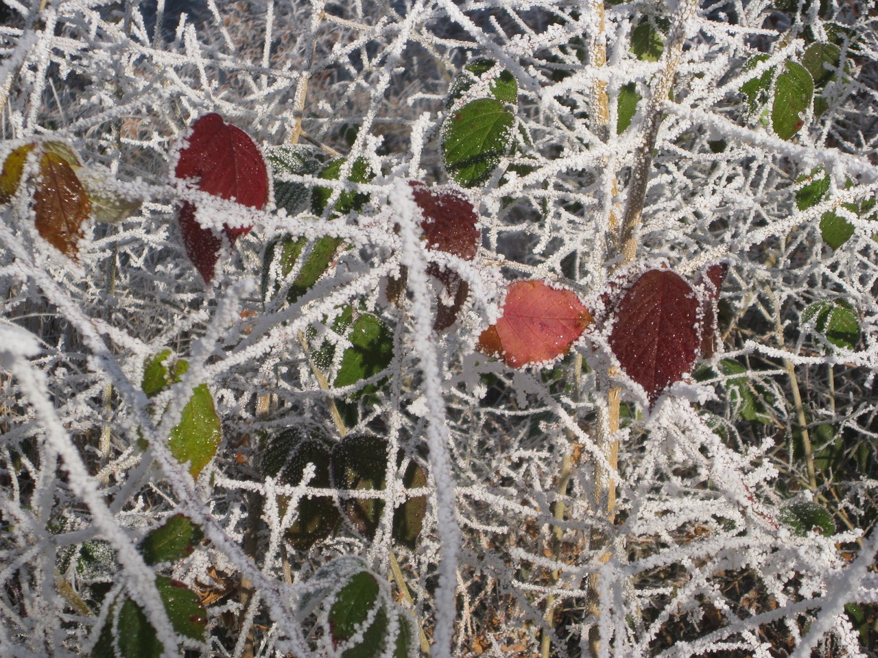 frost  blackberry  leaf free photo