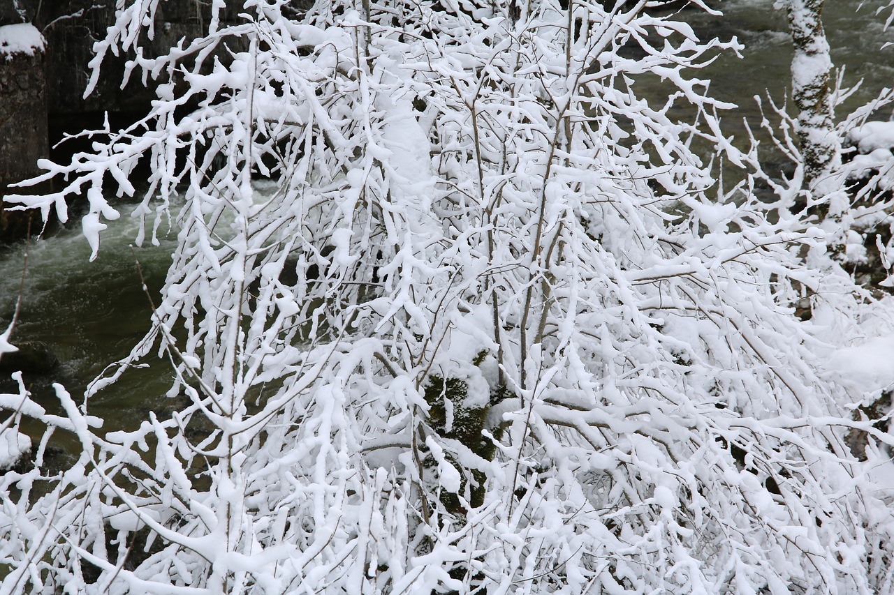 frost  winter  snow free photo