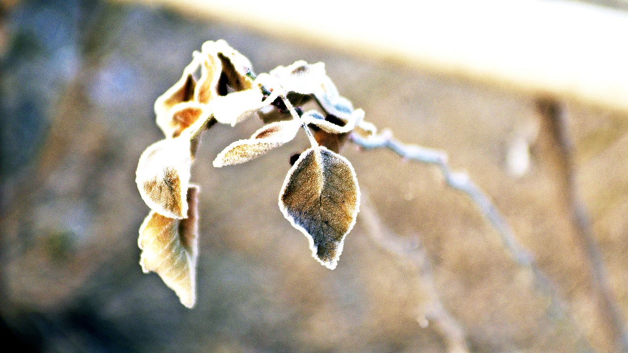 frost  the leaves  winter free photo