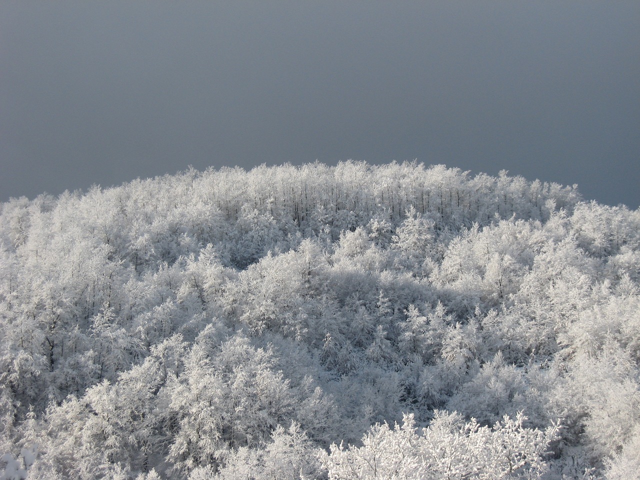 frost  winter  snow free photo