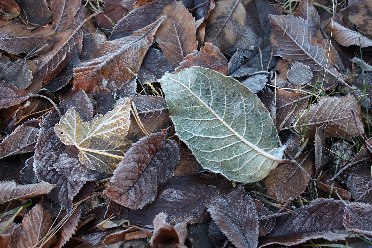 frost nature winter free photo