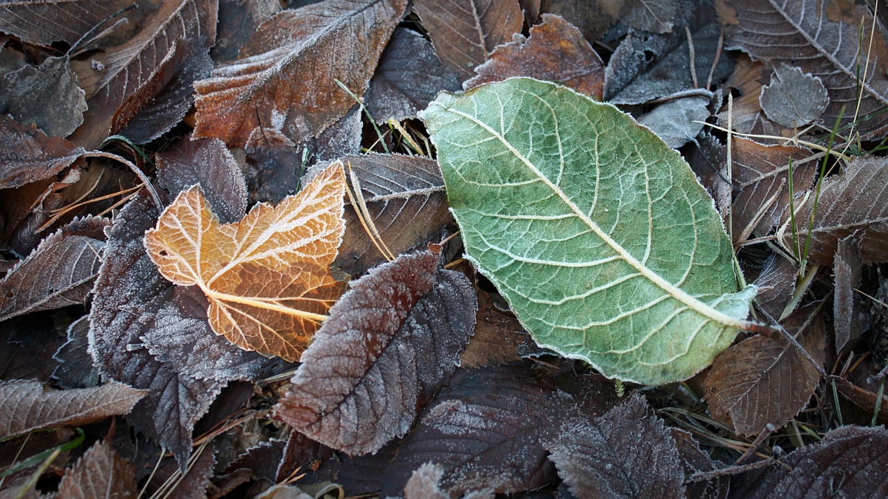 frost nature winter free photo