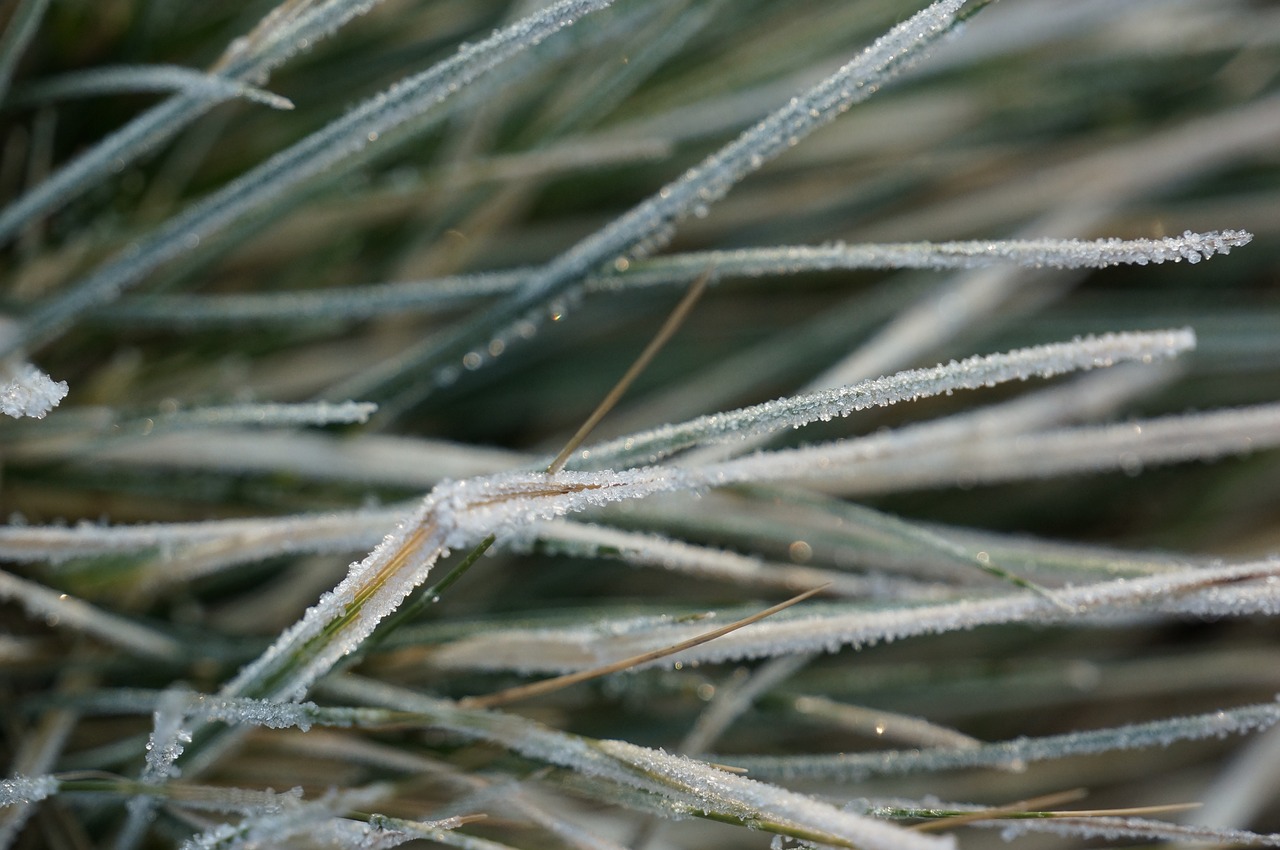 frost  plant  winter free photo