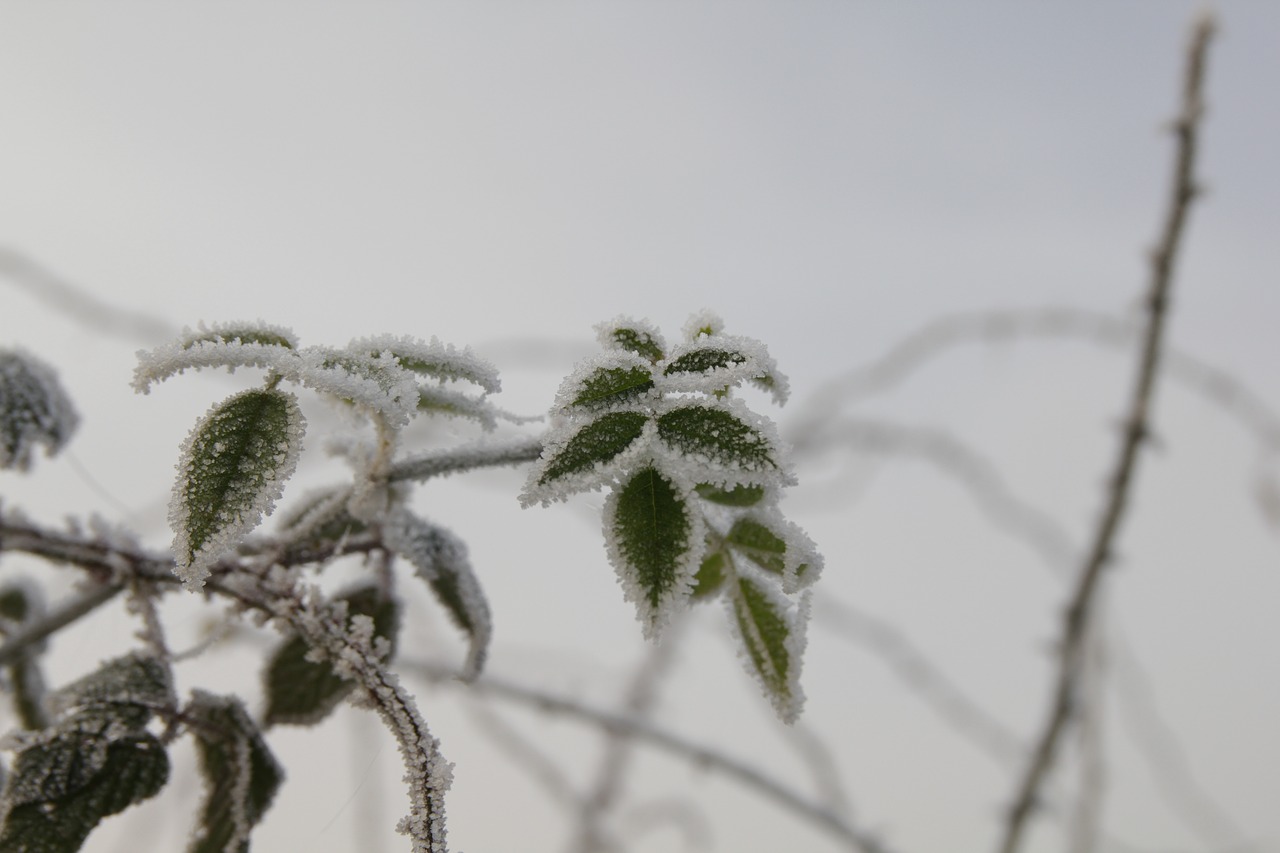 frost  winter  cold free photo