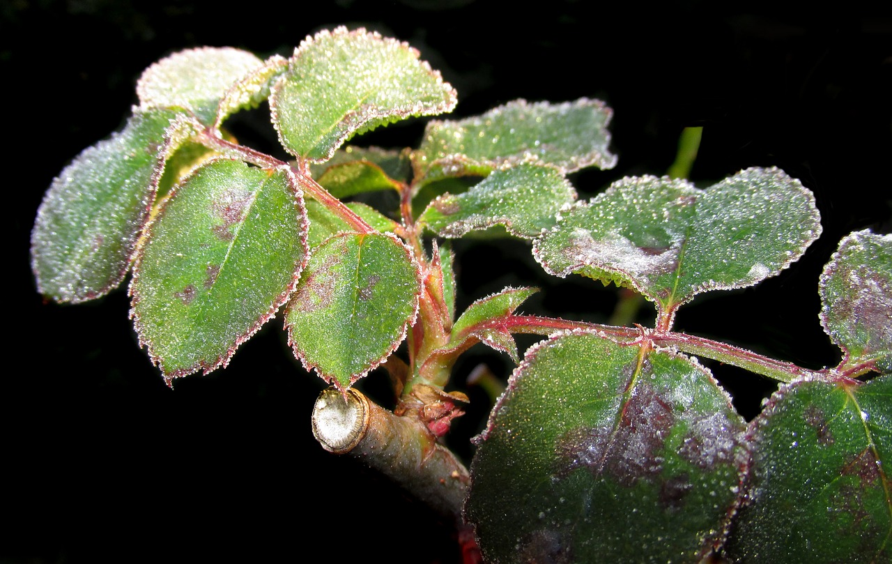 frost  rose  leaves free photo