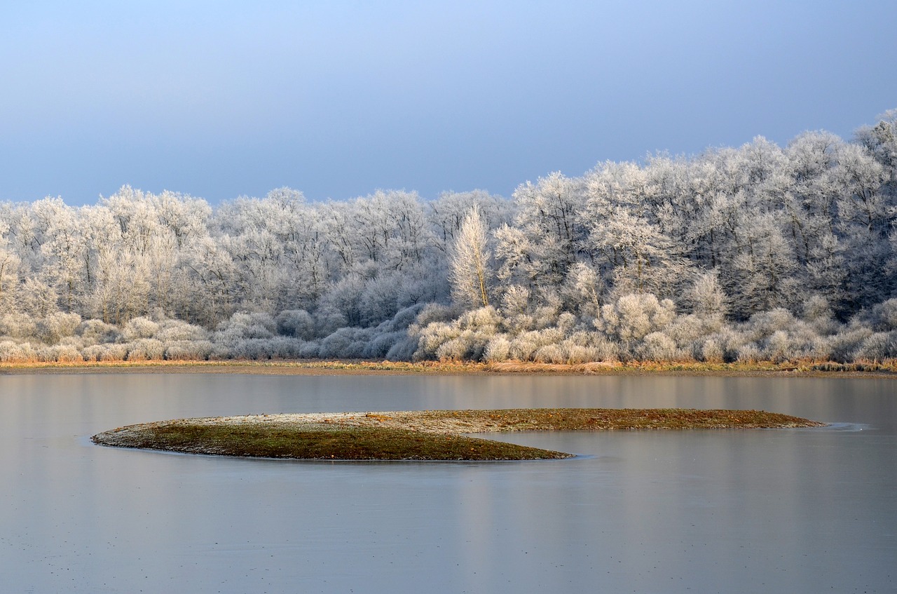 frost  pond  winter free photo
