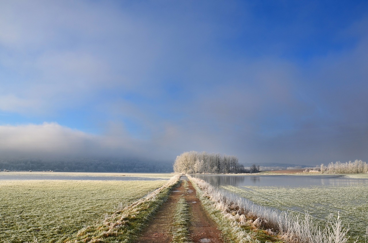 frost  path  tree free photo