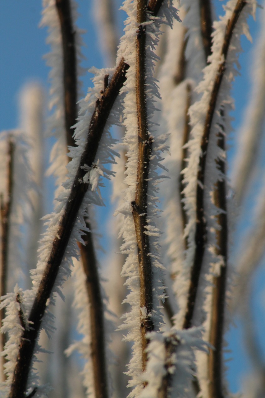 frost  winter  ice free photo