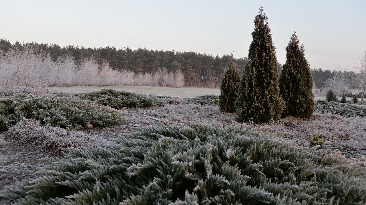 frost  village  nature free photo