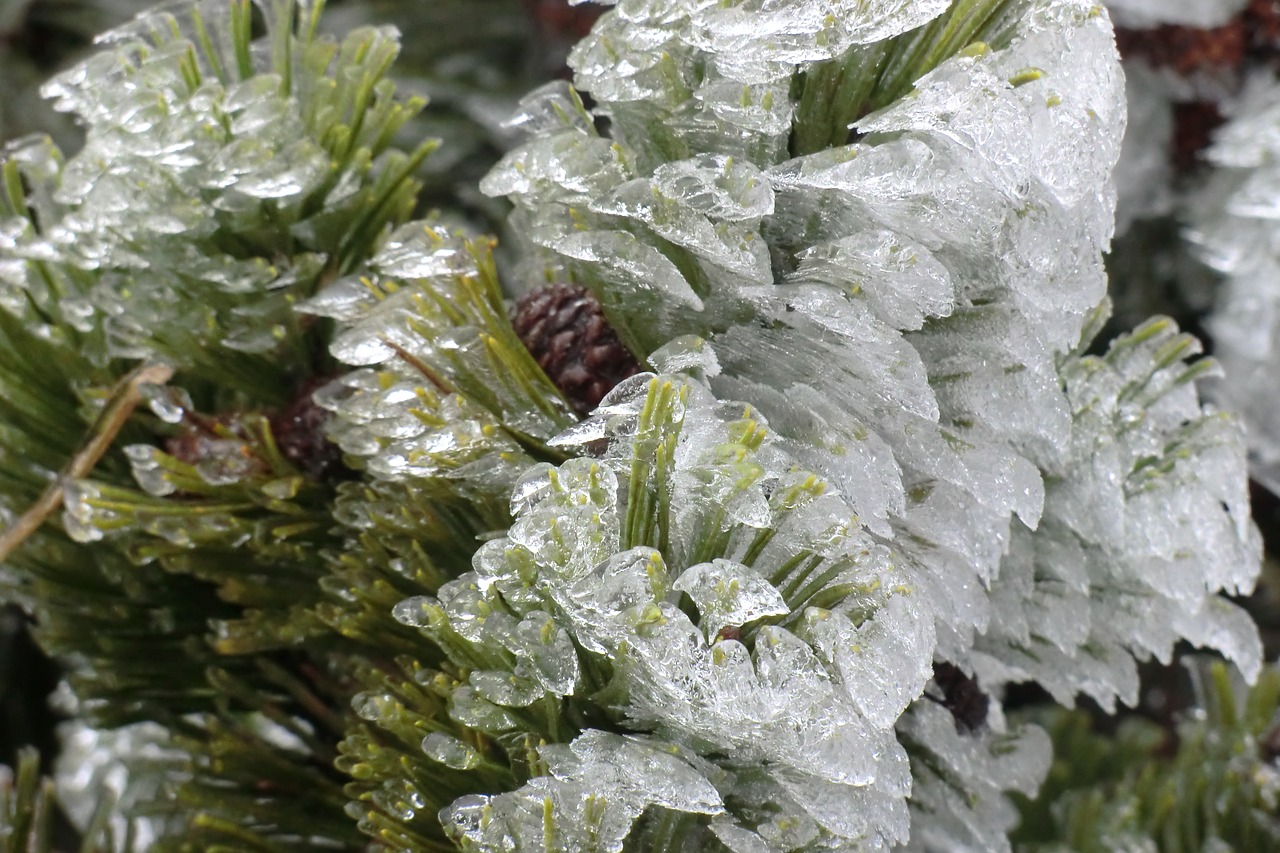 frost  winter  ice free photo