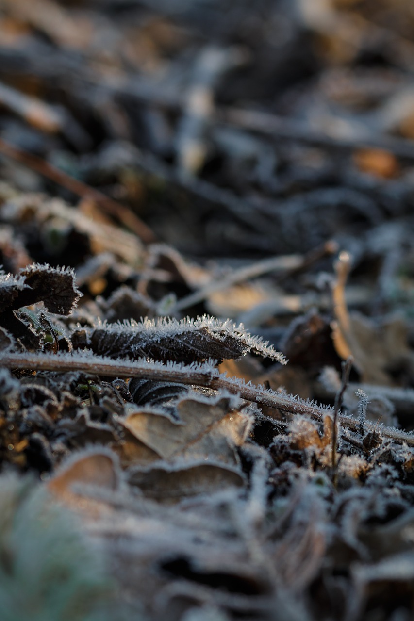 frost  leaves  nature free photo