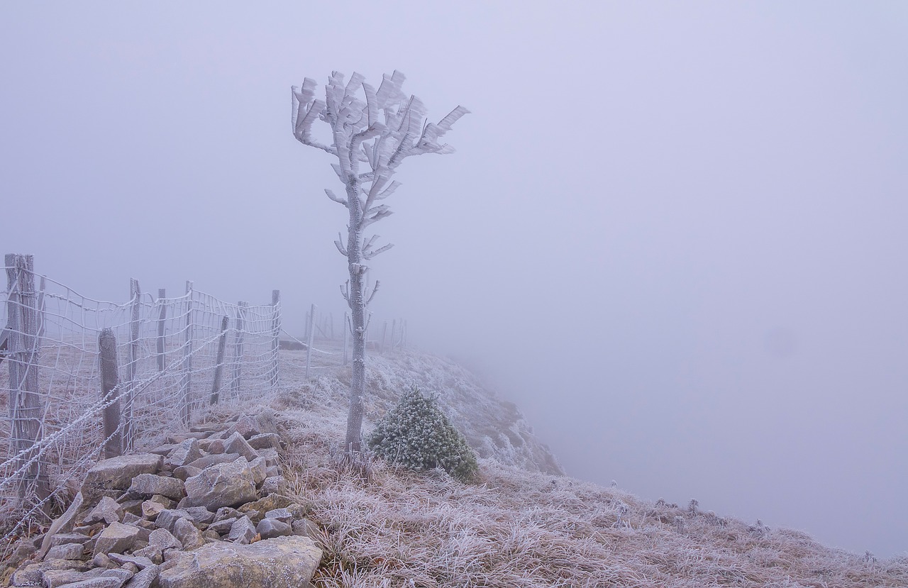 frost  fog  tree free photo