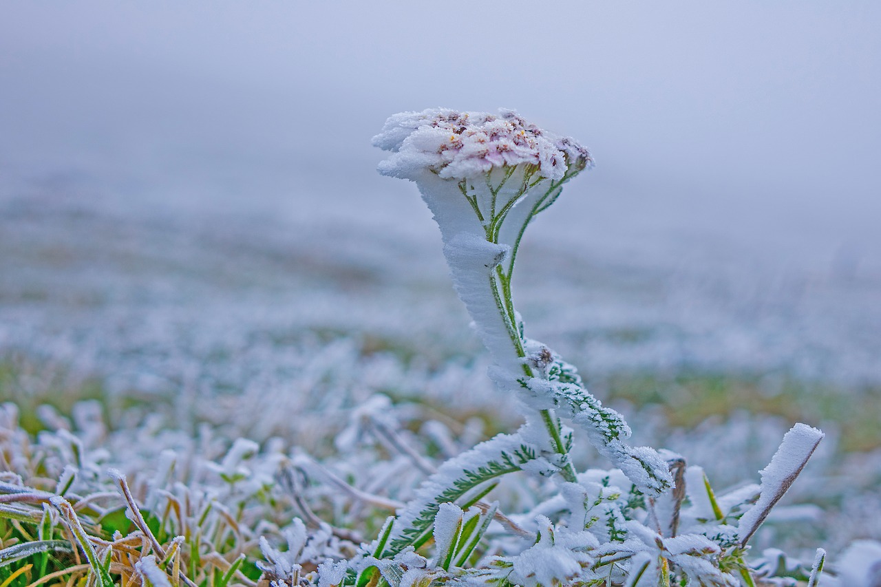 frost  fog  plant free photo