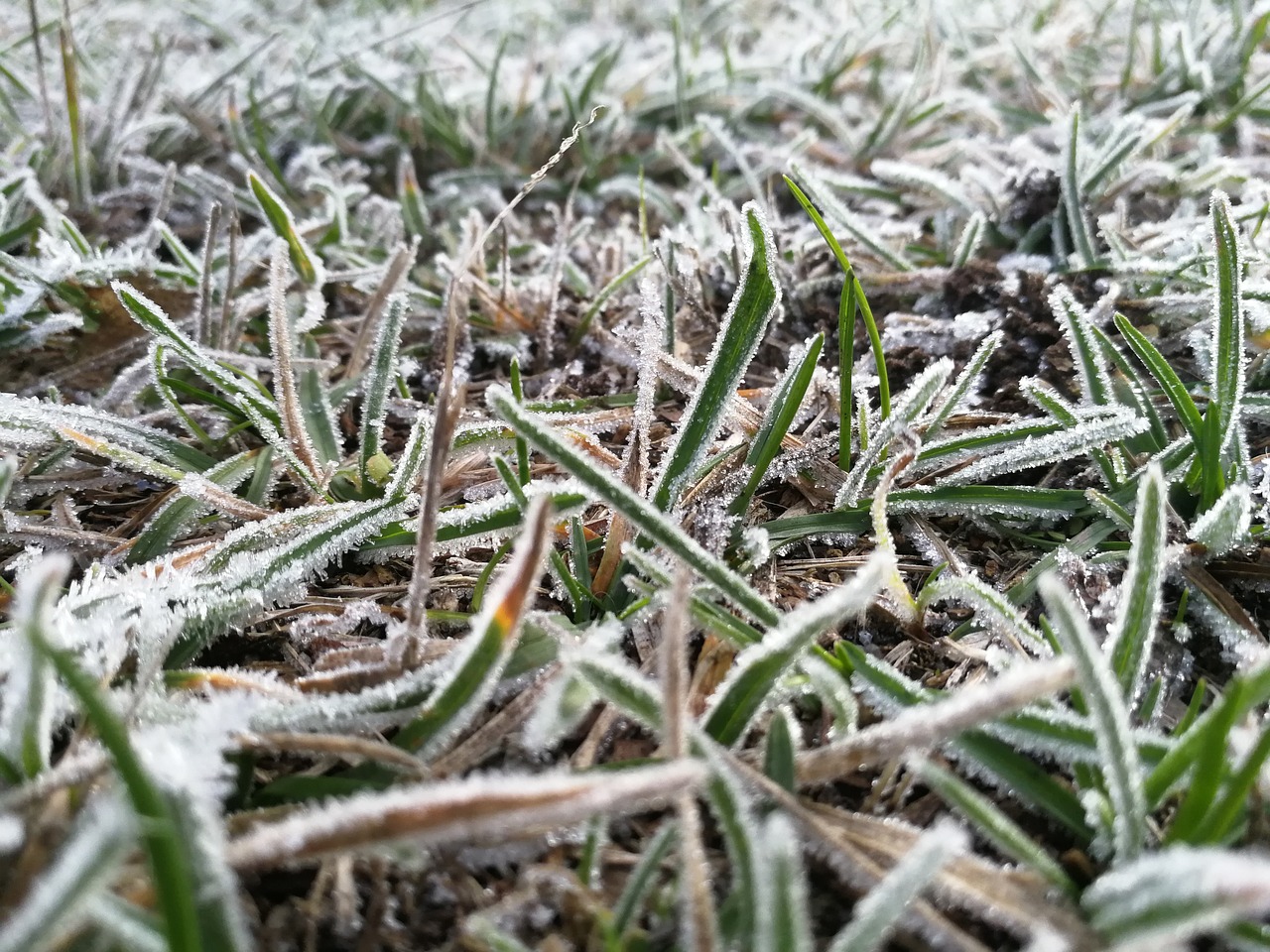 frost  frozen  winter free photo