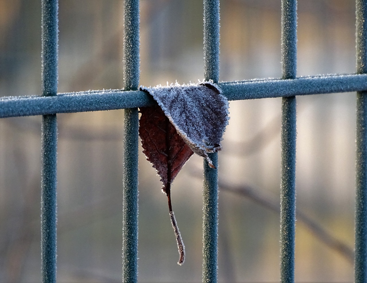 frost  leaf  railing free photo