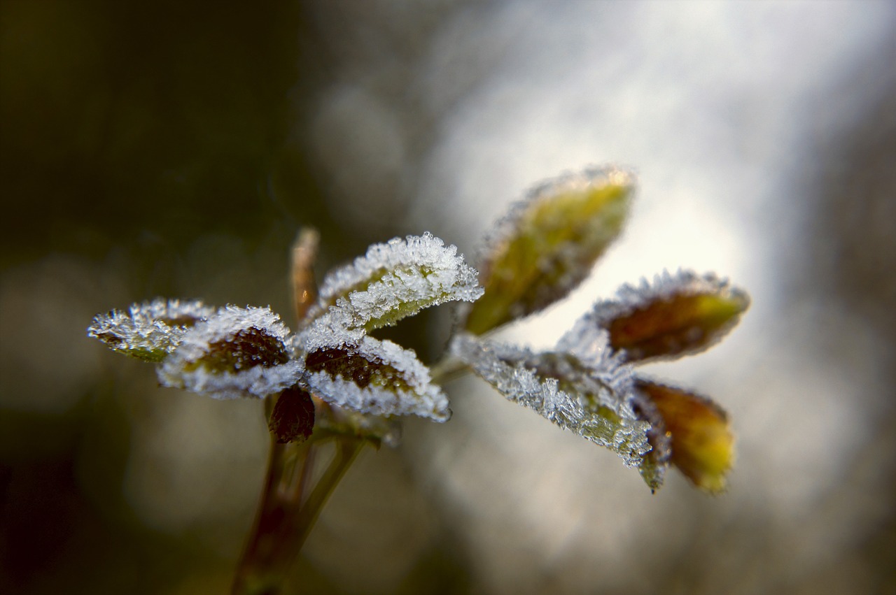 frost  plant  nature free photo