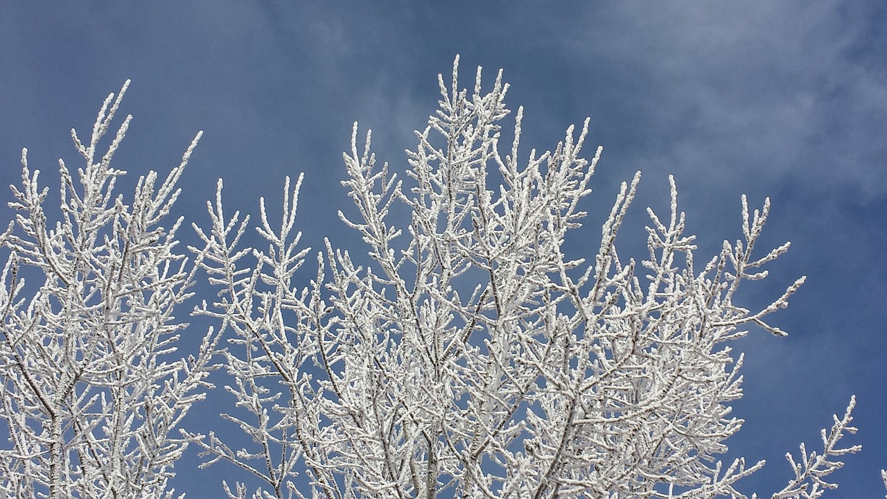 frost  branches  snow free photo