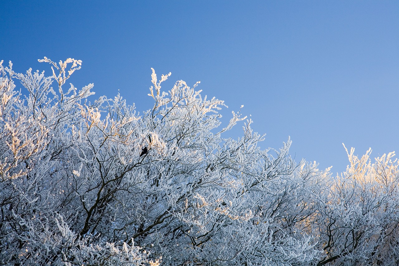 frost  snow  tree free photo