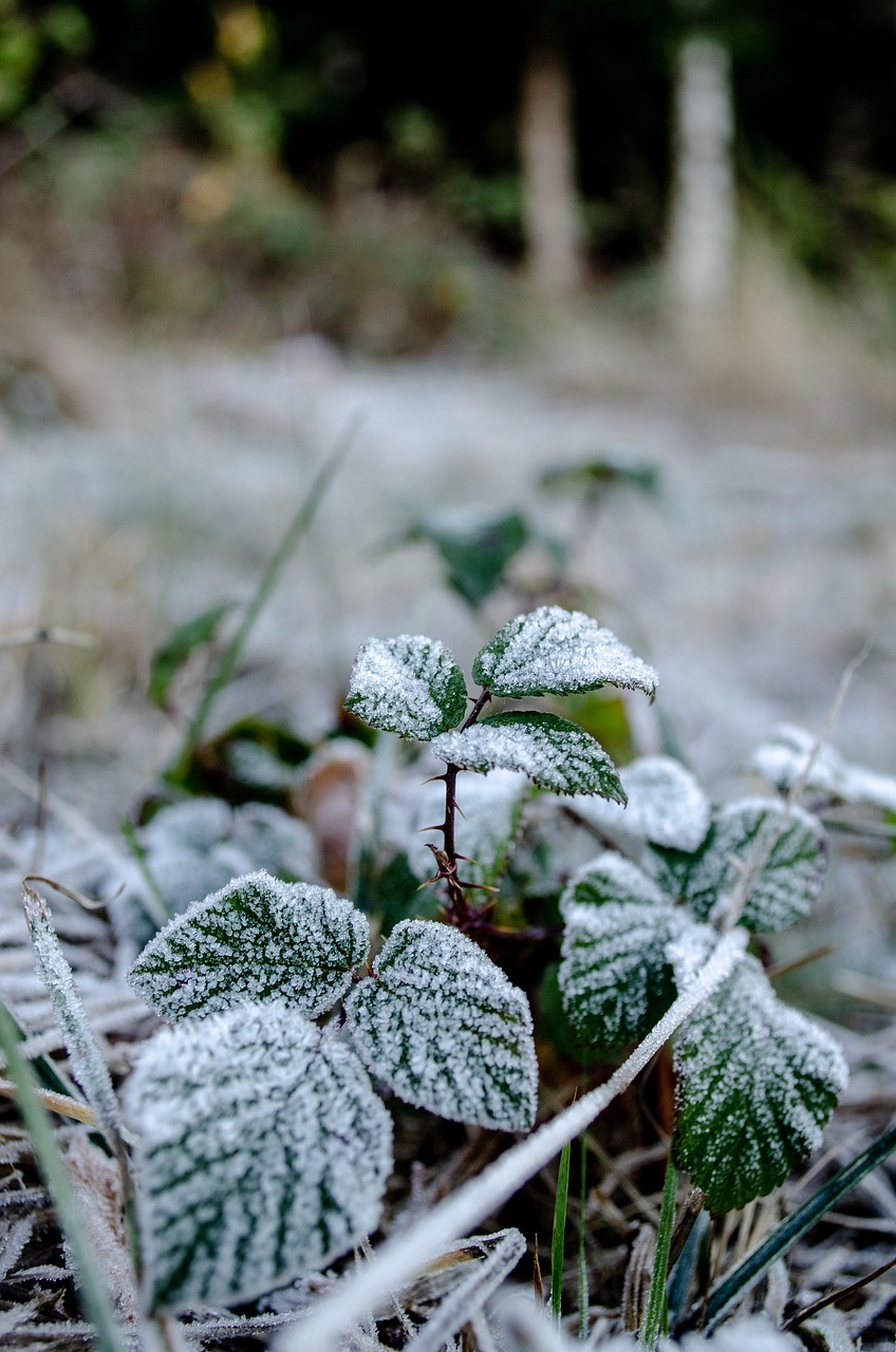 frost  berries  leaves free photo