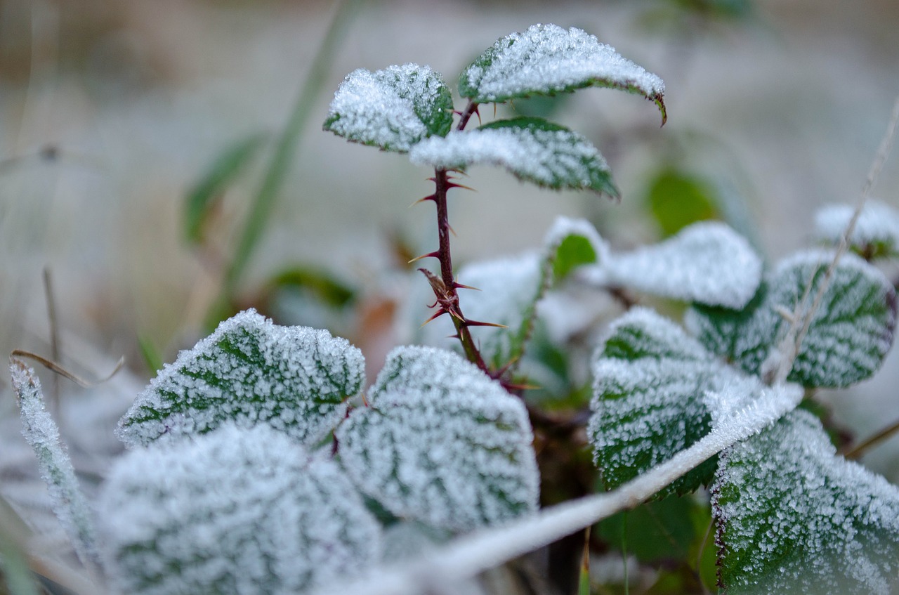 frost  thorns  leaves free photo