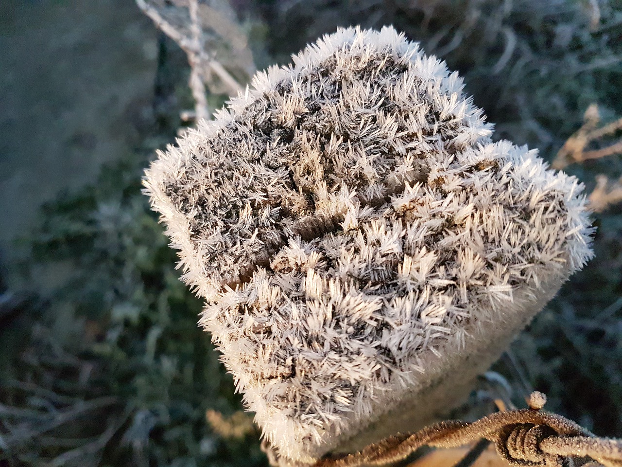 frost  crystals  ice free photo