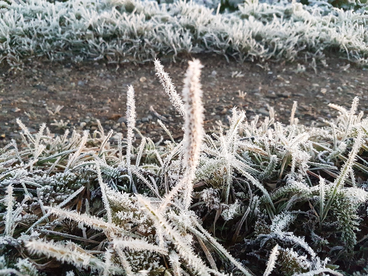 frost  crystals  ice free photo