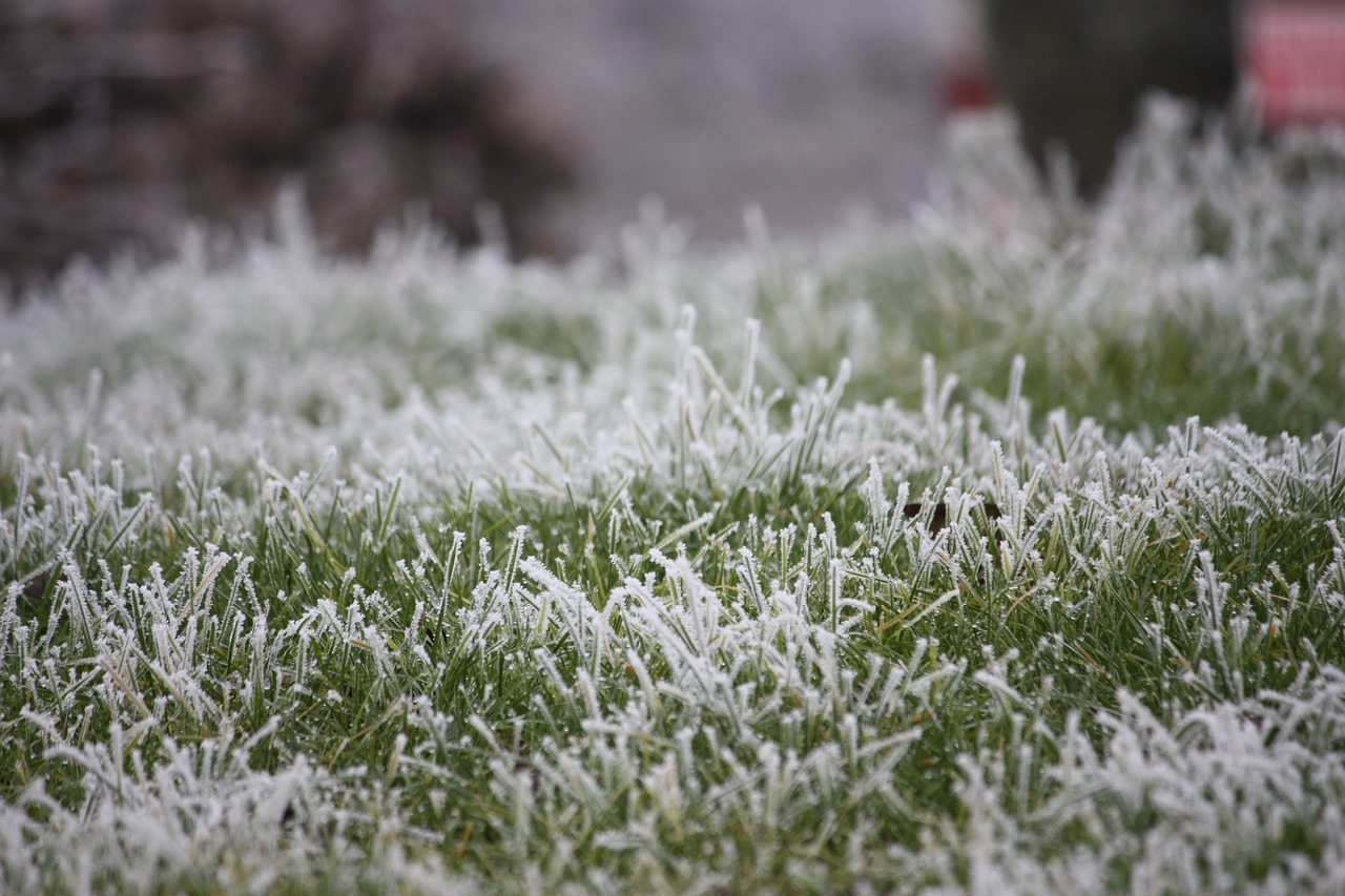 Hill Frost grass