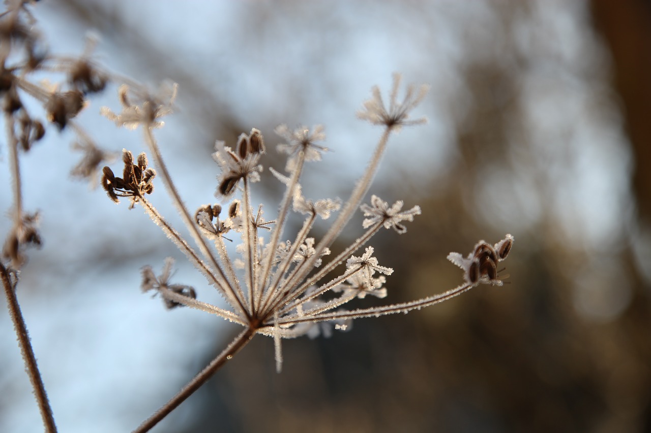 frost  winter  rocks free photo