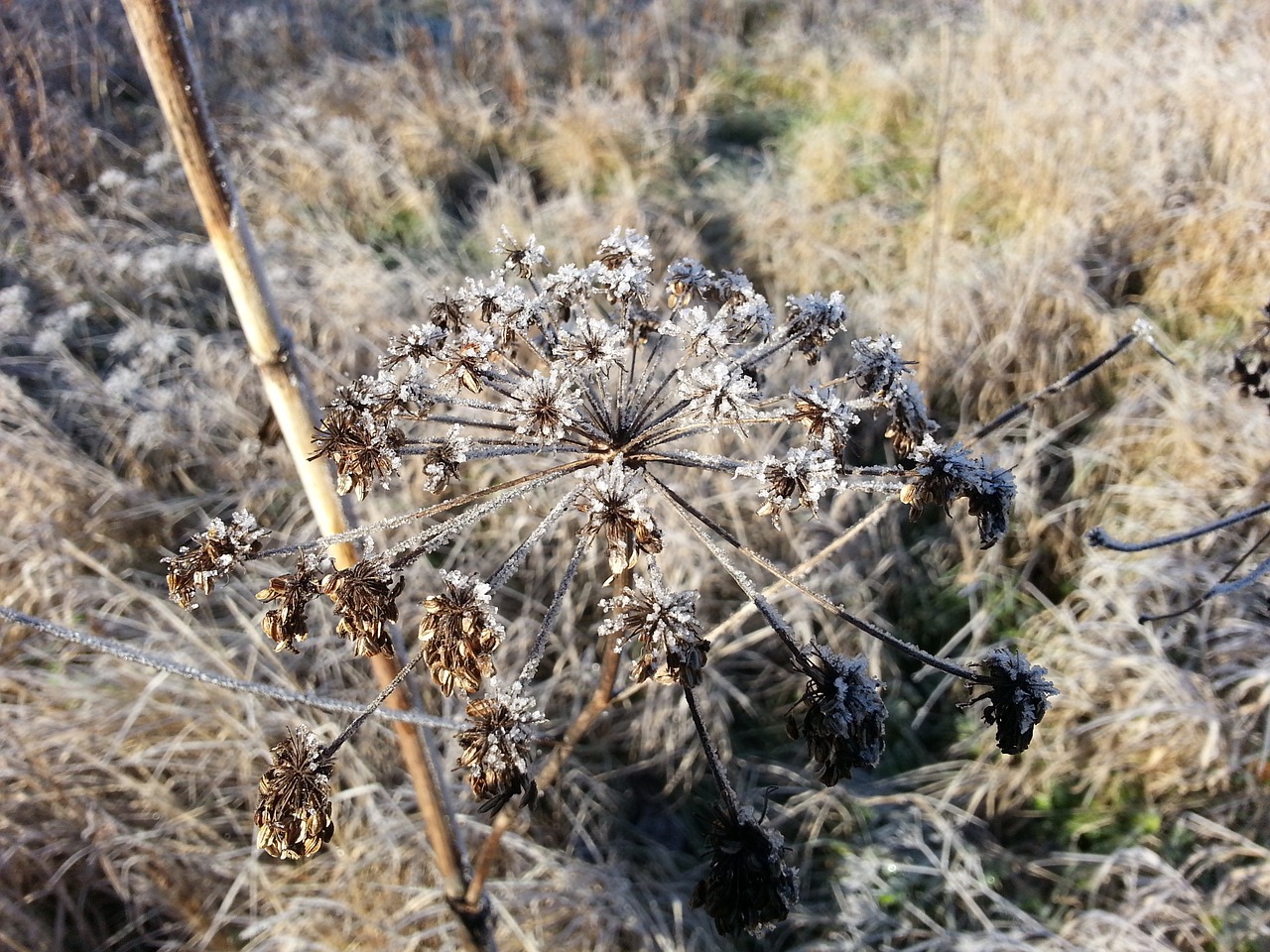 frost plant winter free photo