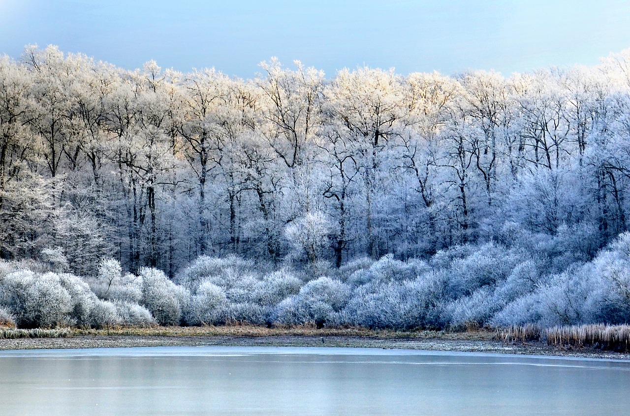 Frosty winter. Frost. Калининград зима иней. Погодные условия зимы иней. Frost старый.