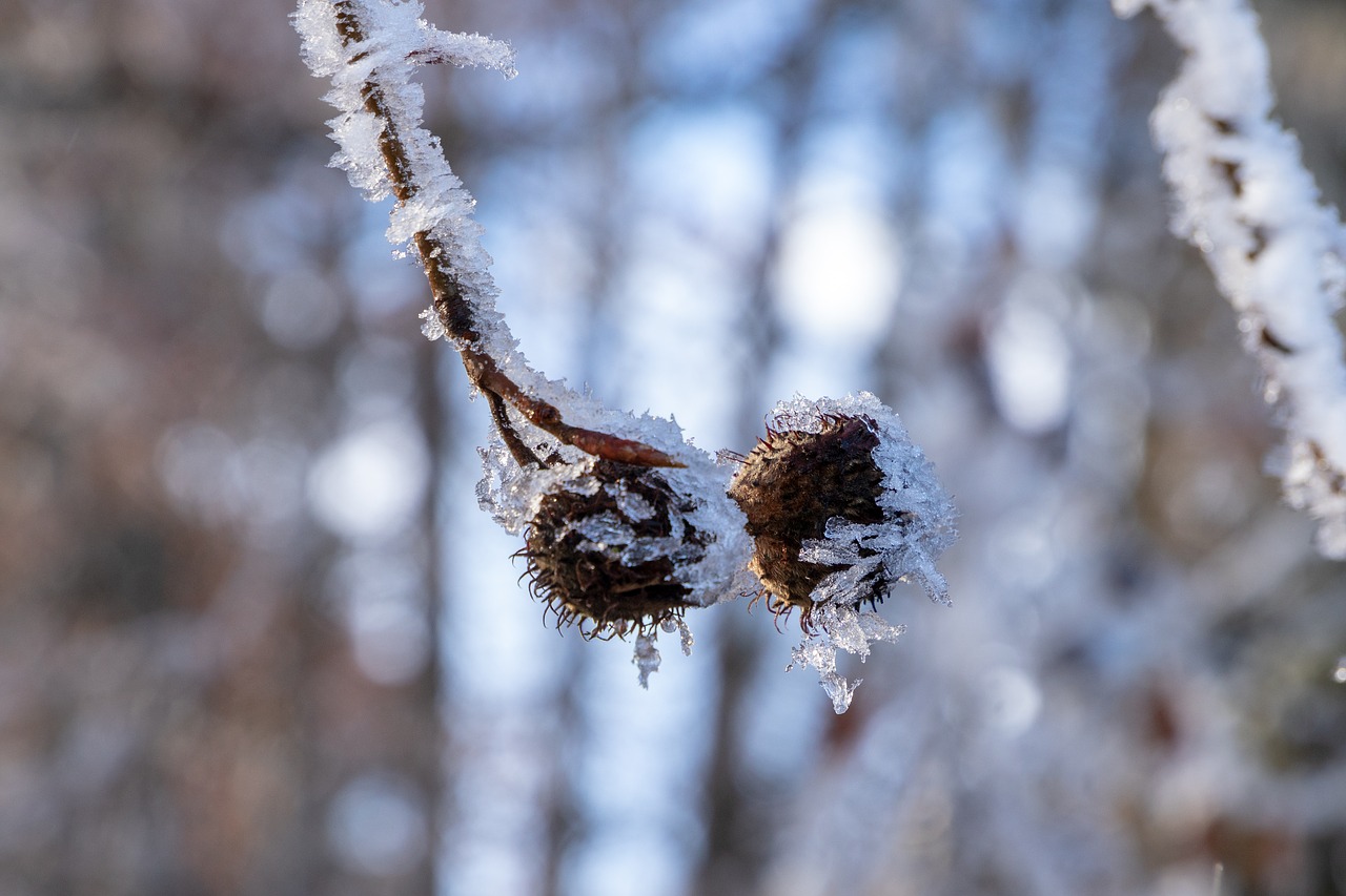 frost  ice  tree free photo