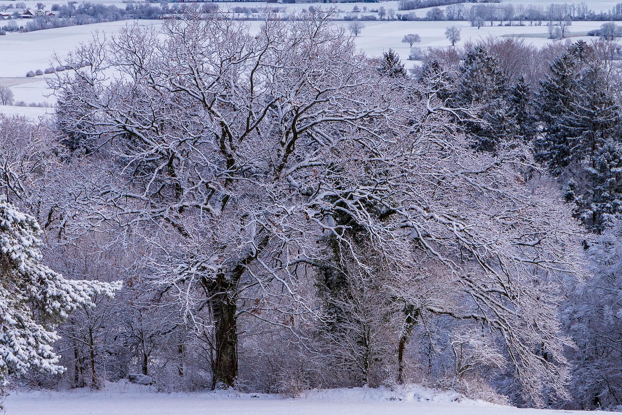 frost  cold  tree free photo
