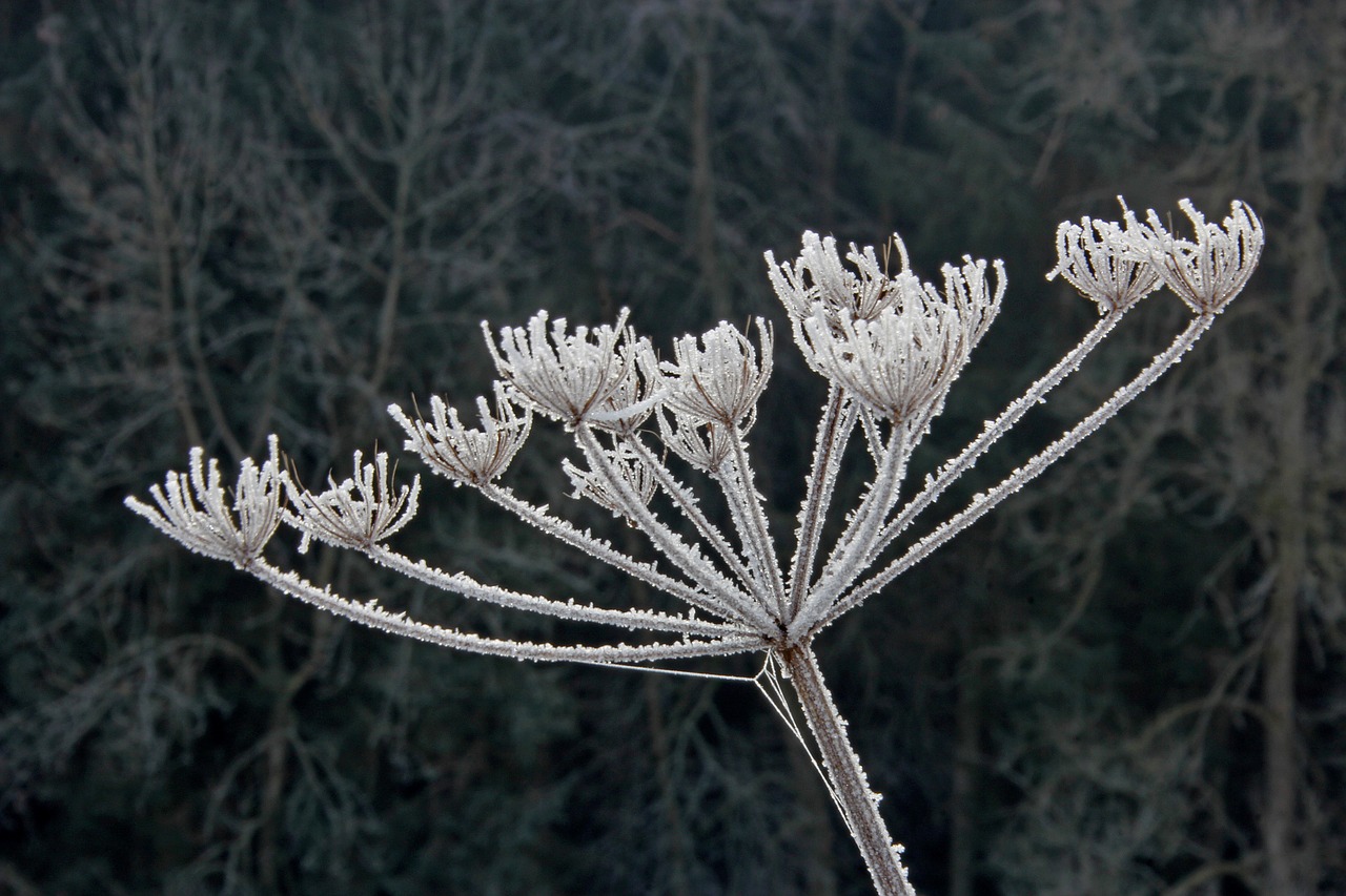 frost  cold  nature free photo