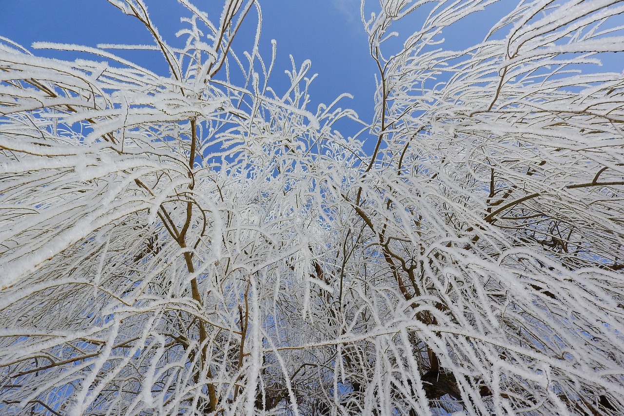 frost  icing  the branches of the trees free photo