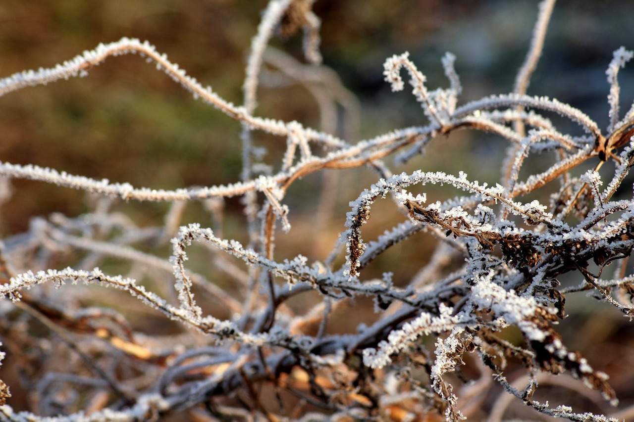 frost  grass  winter free photo