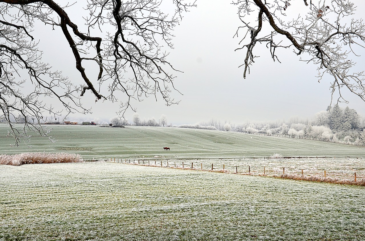 frost  field  cows free photo