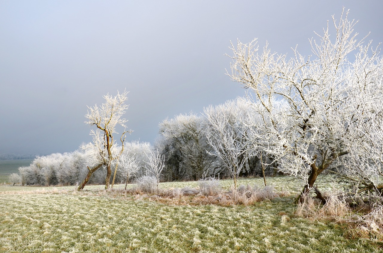 frost  field  mirabelier free photo