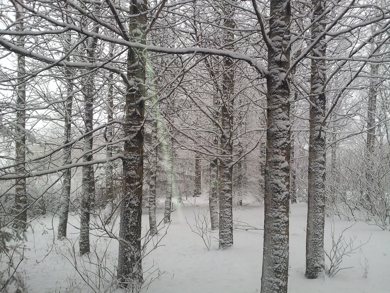 frost tree snow free photo