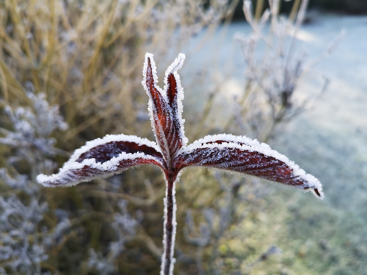 frost  cold  winter free photo