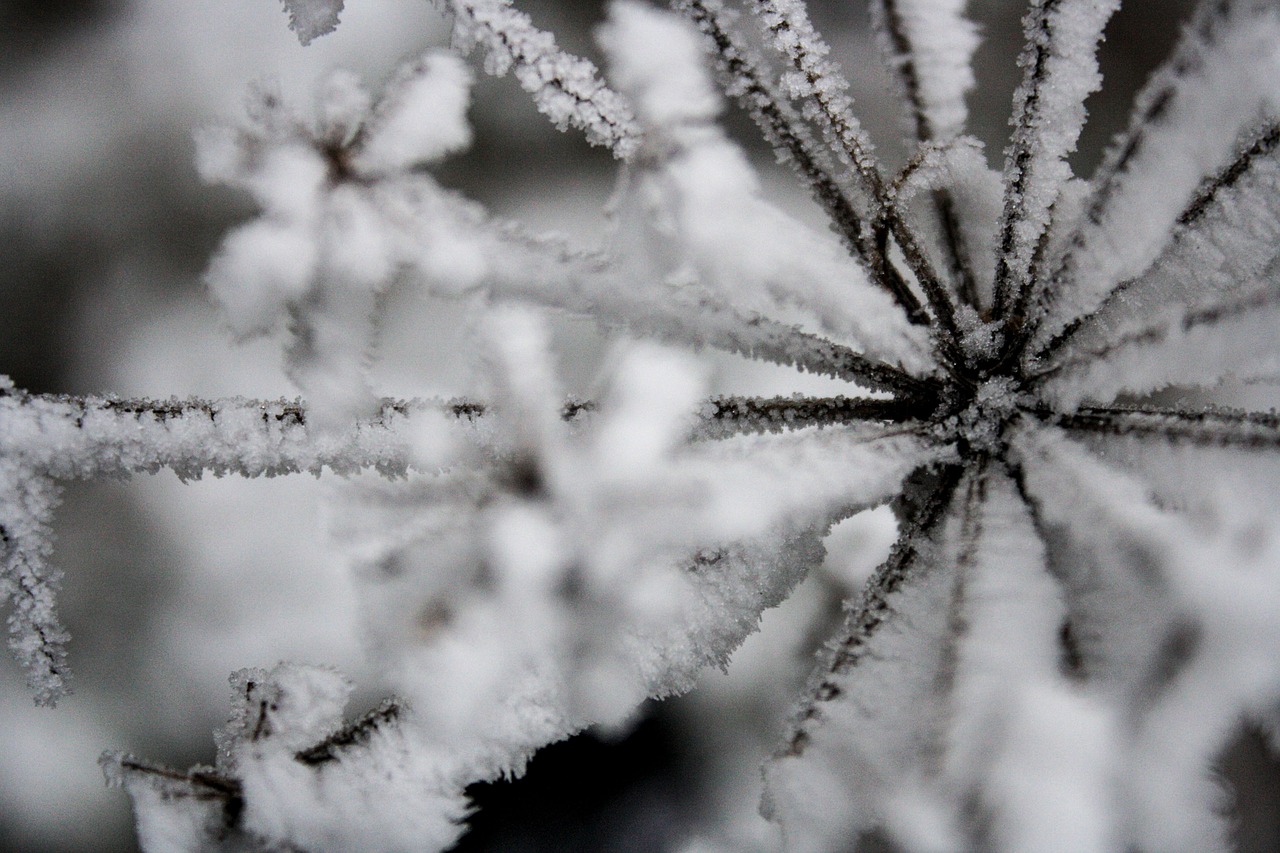 frost  snow  winter free photo