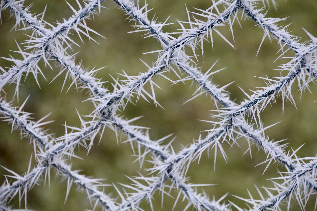 frost  fence  cold free photo