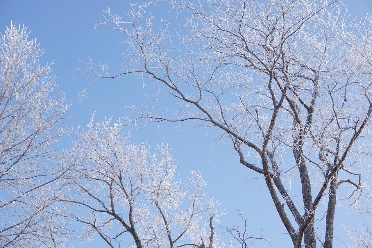 frost  winter  trees free photo