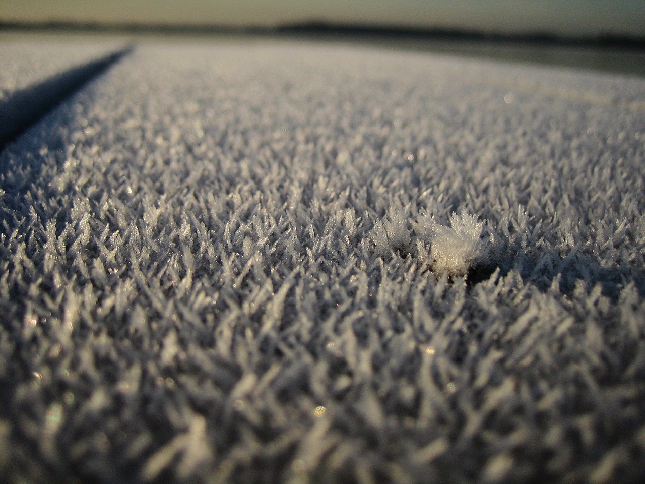 frost white winter free photo